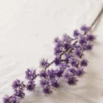 Orquídea y Rosa - Arreglos Florales Envios a Bogotá y toda Colombia | Dkora Colombia