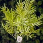 Vara Follaje Mini Cúrcuma - Follaje y Plantas Envios a Bogotá y toda Colombia | Dkora Colombia