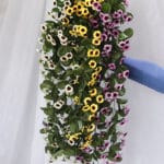 Orquídea por 5 - Flores Artificiales Envios a Bogotá y toda Colombia | Dkora Colombia