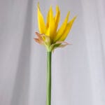 Exótica en látex – Naranja - Flores Artificiales Envios a Bogotá y toda Colombia | Dkora Colombia