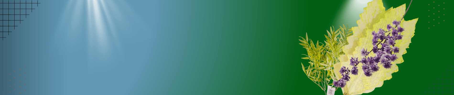 Amaranto por 12 – Naranja - Follaje y Plantas Envios a Bogotá y toda Colombia | Dkora Colombia