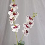 Tropical por 18 - Flores Artificiales Envios a Bogotá y toda Colombia | Dkora Colombia