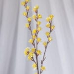 Vara Follaje Mini Curcuma-Blanca - Follaje y Plantas Envios a Bogotá y toda Colombia | Dkora Colombia