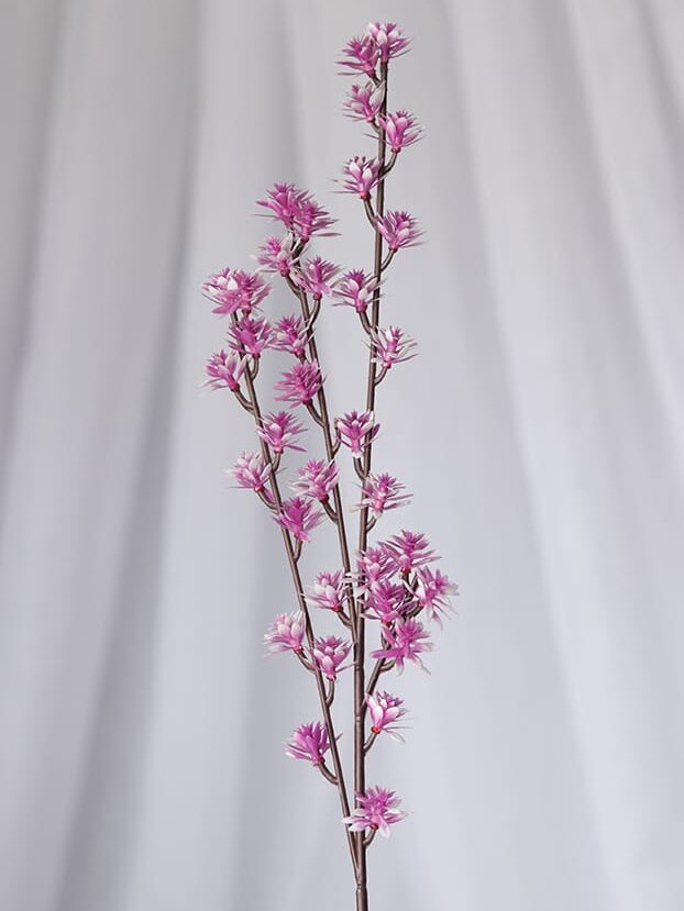 Vara Follaje Mini Curcuma-Fucsia - Follaje y Plantas Envios a Bogotá y toda Colombia | Dkora Colombia