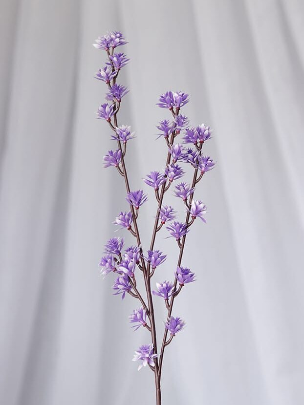 Vara Follaje Mini Curcuma-Morado - Follaje y Plantas Envios a Bogotá y toda Colombia | Dkora Colombia