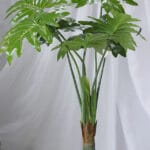 Árbol Cerezo – Blanco - Follaje y Plantas Envios a Bogotá y toda Colombia | Dkora Colombia