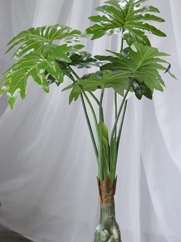 Mata Monstera – Verde - Follaje y Plantas Envios a Bogotá y toda Colombia | Dkora Colombia