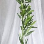 Planta de Bambú Mini - Follaje y Plantas Envios a Bogotá y toda Colombia | Dkora Colombia