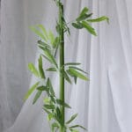 Planta de Bambú Mediano - Follaje y Plantas Envios a Bogotá y toda Colombia | Dkora Colombia