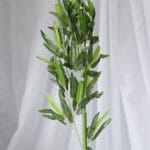 Planta de Bambú Mini - Follaje y Plantas Envios a Bogotá y toda Colombia | Dkora Colombia