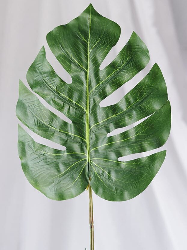 Hoja Balazo – Verde - Follaje y Plantas Envios a Bogotá y toda Colombia | Dkora Colombia