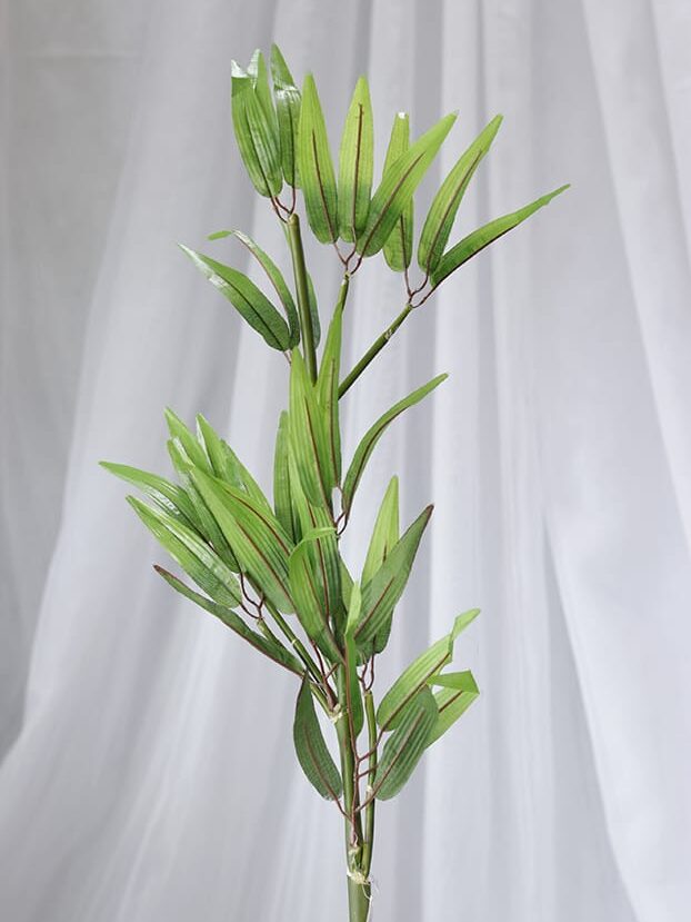 Planta de Bambú Mini - Follaje y Plantas Envios a Bogotá y toda Colombia | Dkora Colombia