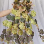 Enredadera hoja Vid Reales – Verde - Follaje y Plantas Envios a Bogotá y toda Colombia | Dkora Colombia