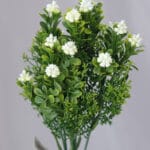 Jazmín por 5 – Morado - Follaje y Plantas Envios a Bogotá y toda Colombia | Dkora Colombia