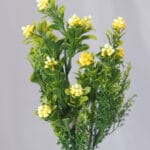 Jazmín por 5 – Blanco - Follaje y Plantas Envios a Bogotá y toda Colombia | Dkora Colombia