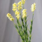 Follaje por 7 – Verde - Follaje y Plantas Envios a Bogotá y toda Colombia | Dkora Colombia