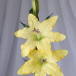 Vara Lirio por 2 – Morado - Flores Artificiales Envios a Bogotá y toda Colombia | Dkora Colombia