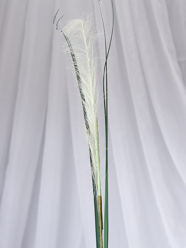 Vara Pampas – Blanca - Follaje y Plantas Envios a Bogotá y toda Colombia | Dkora Colombia