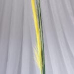 Follaje por 7 – Naranja - Follaje y Plantas Envios a Bogotá y toda Colombia | Dkora Colombia