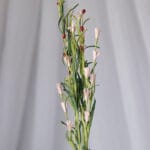 Orquídea Banana Foami por 2 varas-Blanca - Follaje y Plantas Envios a Bogotá y toda Colombia | Dkora Colombia