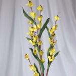 Enredadera Hoja Amoena - Follaje y Plantas Envios a Bogotá y toda Colombia | Dkora Colombia