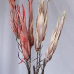 Vara Exótica en Foami - Follaje y Plantas Envios a Bogotá y toda Colombia | Dkora Colombia