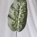 Vara follaje Genista – Café - Follaje y Plantas Envios a Bogotá y toda Colombia | Dkora Colombia