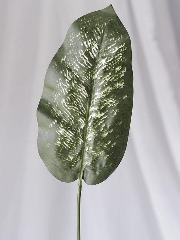 Hoja de Coche por 12 - Follaje y Plantas Envios a Bogotá y toda Colombia | Dkora Colombia