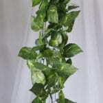 Orquídea Banana Foami por 2 varas – Amarilla - Follaje y Plantas Envios a Bogotá y toda Colombia | Dkora Colombia