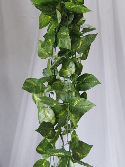 Enredadera Hoja Amoena - Follaje y Plantas Envios a Bogotá y toda Colombia | Dkora Colombia