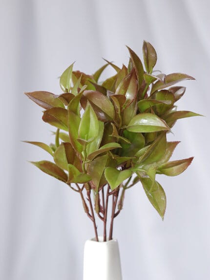 Follaje Hoja Hoya Sunrise - Follaje y Plantas Envios a Bogotá y toda Colombia | Dkora Colombia