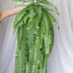 Helecho por 47 – Verde - Follaje y Plantas Envios a Bogotá y toda Colombia | Dkora Colombia