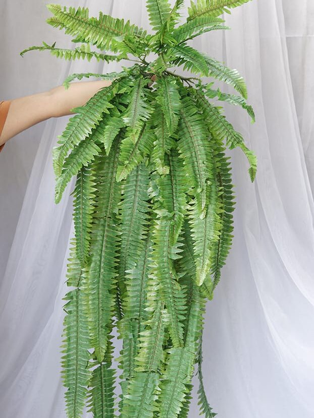 Helecho por 24 – Verde - Follaje y Plantas Envios a Bogotá y toda Colombia | Dkora Colombia