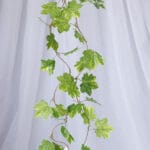 Hiedra Canaria por 8 – Verde y Marrón - Follaje y Plantas Envios a Bogotá y toda Colombia | Dkora Colombia