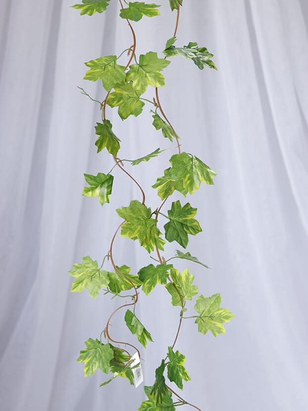 Enredadera hoja Vid Reales – Verde - Follaje y Plantas Envios a Bogotá y toda Colombia | Dkora Colombia