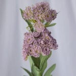 Hoja Planta Tropical – Verde y Amarillo - Follaje y Plantas Envios a Bogotá y toda Colombia | Dkora Colombia