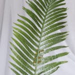 Hoja Balazo – Verde - Follaje y Plantas Envios a Bogotá y toda Colombia | Dkora Colombia