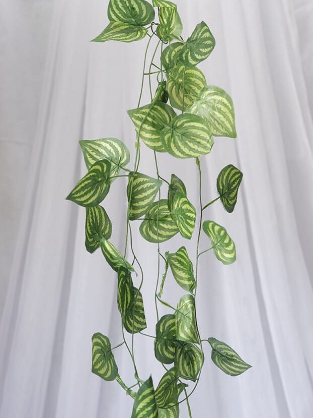 Enredadera Hoja Poto - Follaje y Plantas Envios a Bogotá y toda Colombia | Dkora Colombia