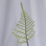 Planta Hiedra Canaria – Verde y Blanco - Follaje y Plantas Envios a Bogotá y toda Colombia | Dkora Colombia