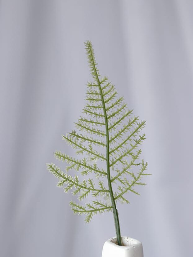 Mini Espiga – Verde - Follaje y Plantas Envios a Bogotá y toda Colombia | Dkora Colombia