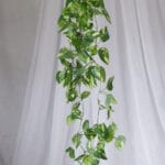 Planta Hiedra Canaria – Verde y Blanco - Follaje y Plantas Envios a Bogotá y toda Colombia | Dkora Colombia