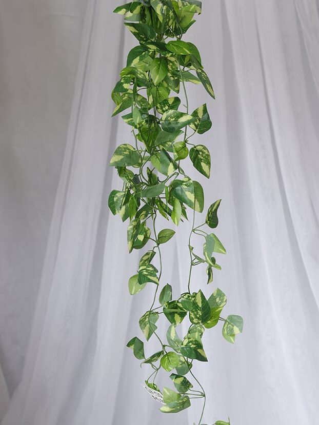 Planta Corazón de Jesús bicolor – Verde y Amarillo - Follaje y Plantas Envios a Bogotá y toda Colombia | Dkora Colombia