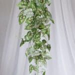 Planta Corazón de Jesús bicolor – Verde y Amarillo - Follaje y Plantas Envios a Bogotá y toda Colombia | Dkora Colombia