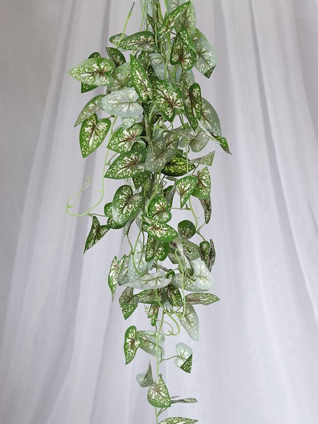 Planta Corazón de Jesús – Verde y Amarillo, Verde y Blanco - Follaje y Plantas Envios a Bogotá y toda Colombia | Dkora Colombia