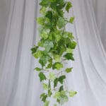 Planta Corazón de Jesús – Verde y Amarillo, Verde y Blanco - Follaje y Plantas Envios a Bogotá y toda Colombia | Dkora Colombia