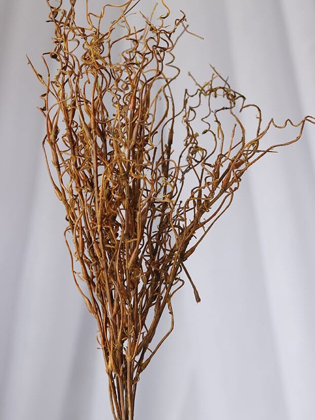 Follaje Envejecido – Café Claro - Follaje y Plantas Envios a Bogotá y toda Colombia | Dkora Colombia