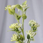 Hoja de Olivo por 5 – Verde - Follaje y Plantas Envios a Bogotá y toda Colombia | Dkora Colombia