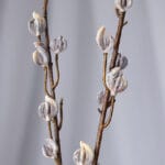 Hoja Flor de Cera- Verde Oscuro y Verde Claro - Follaje y Plantas Envios a Bogotá y toda Colombia | Dkora Colombia