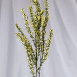 Vara follaje Genista – Rojo - Follaje y Plantas Envios a Bogotá y toda Colombia | Dkora Colombia