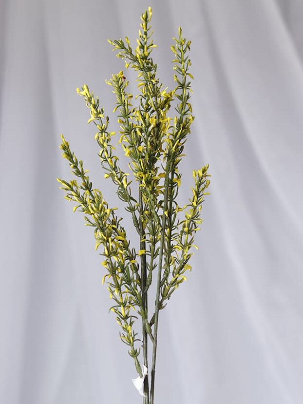 Vara follaje Genista – Amarillo - Follaje y Plantas Envios a Bogotá y toda Colombia | Dkora Colombia